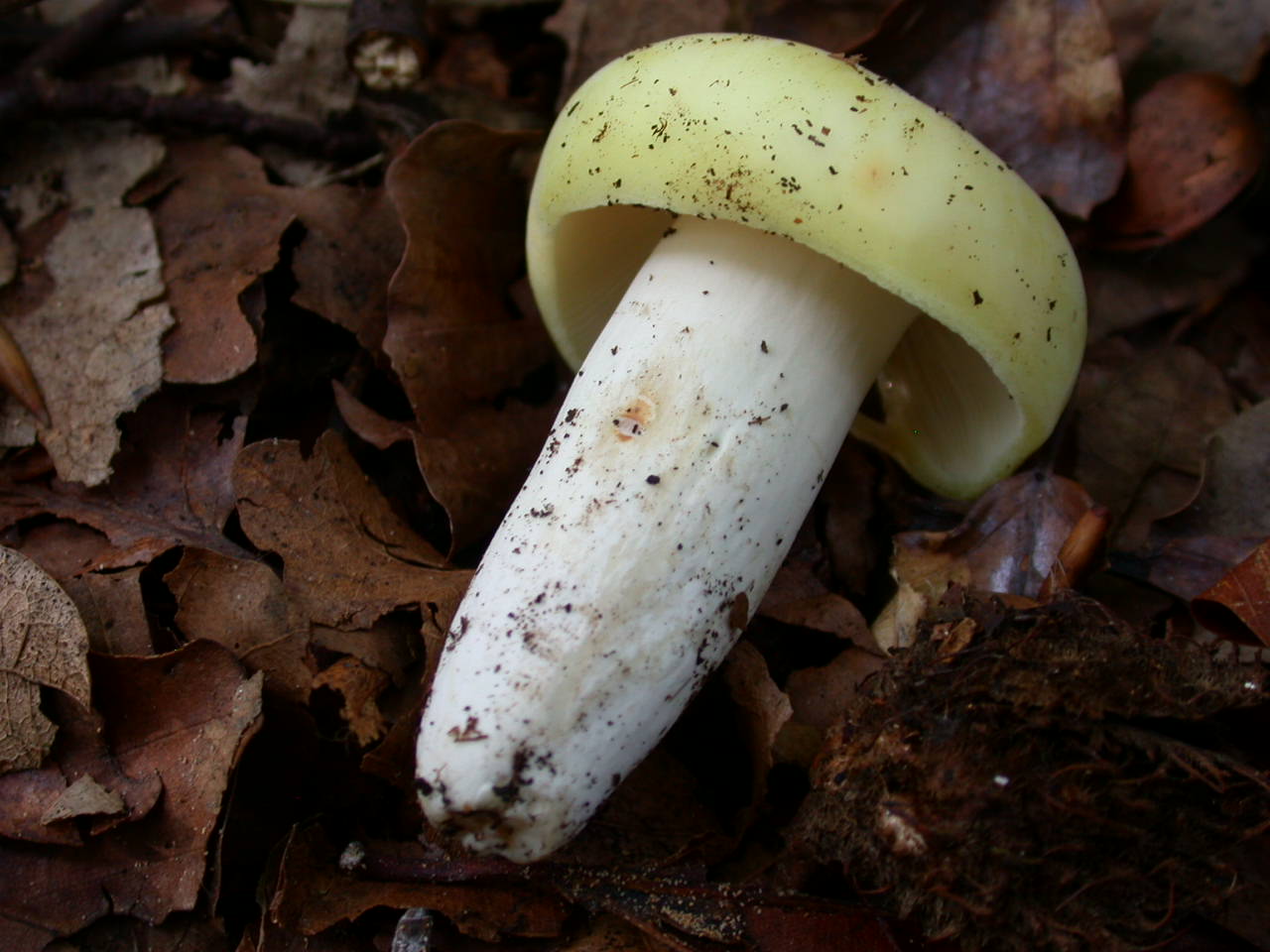 Russula violeipes ... var.citrina